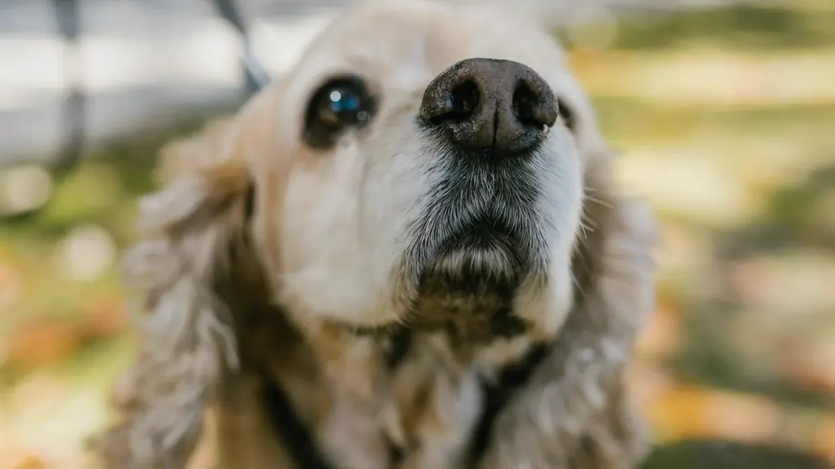 Senior dog walking slowly