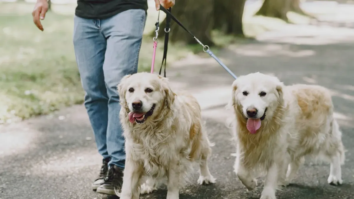 Senior dog walking with an owner