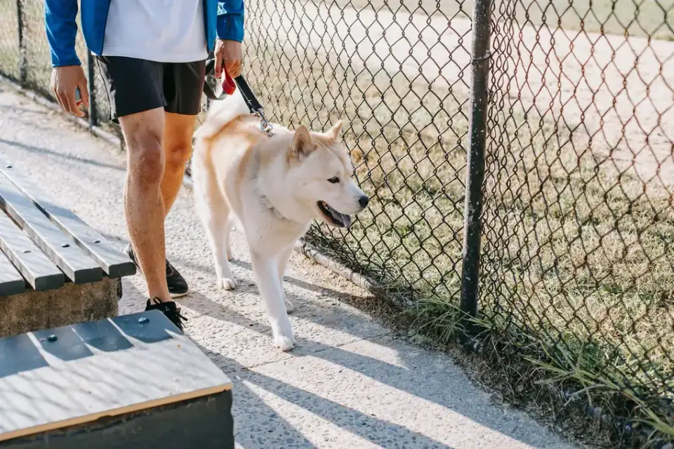 Senior dog walking with an owner