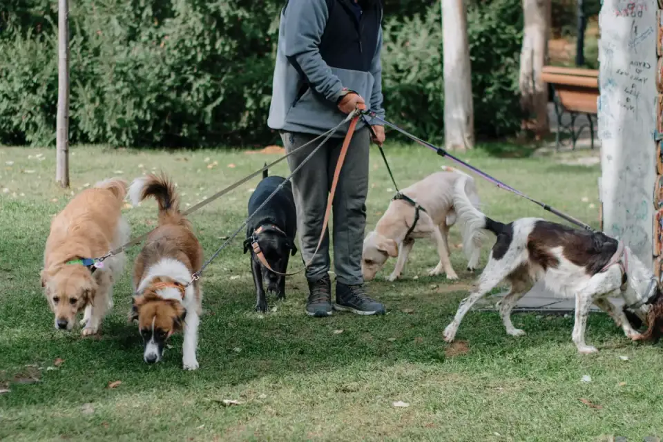 Senior dog walking with an owner