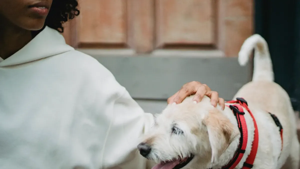 Senior dog walking with an owner