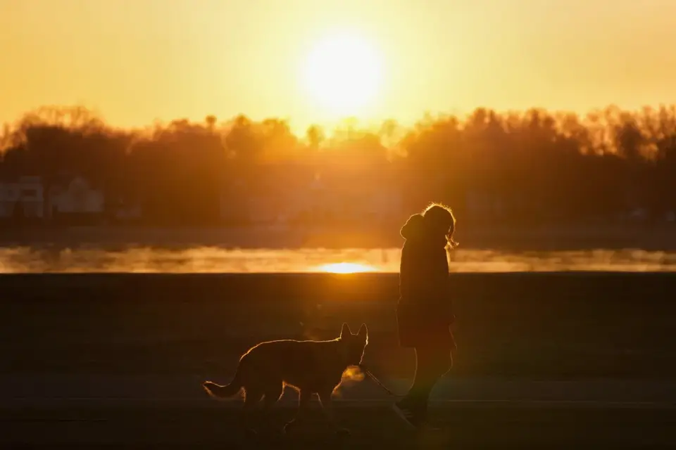 Senior dog walking with an owner