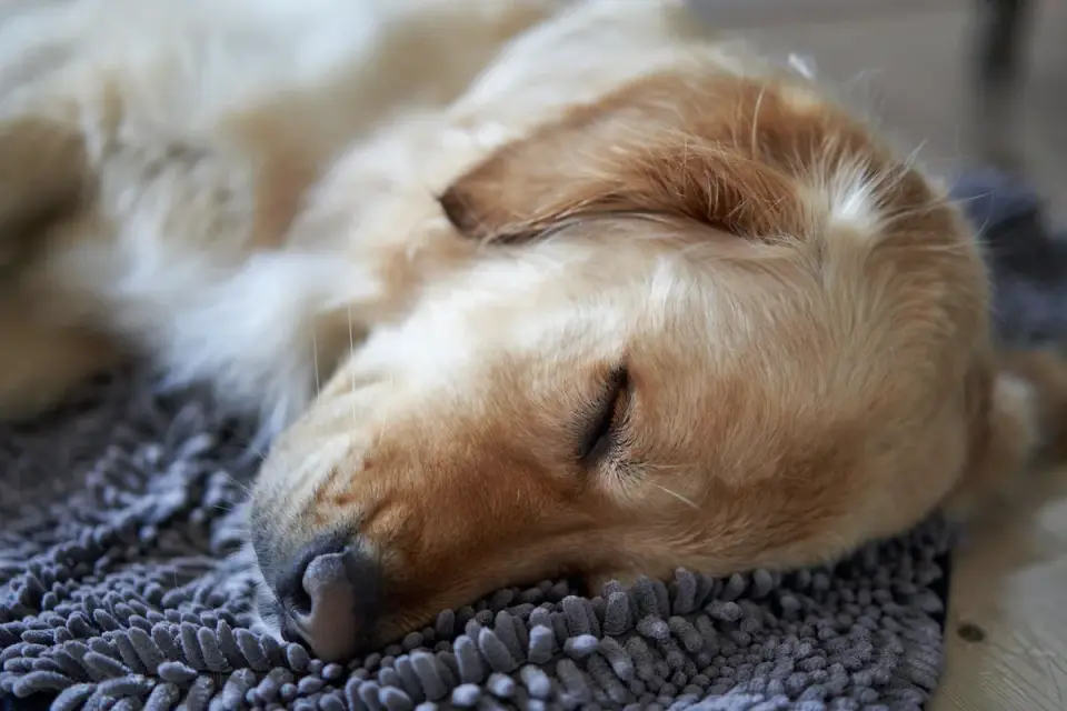 Senior golden retriever resting comfortably on a rug at home