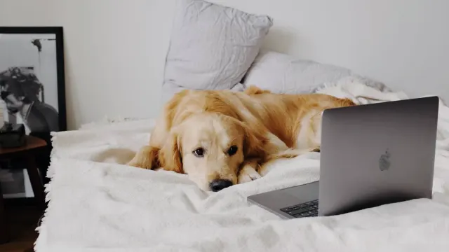 Senior golden retriever resting on a dog bed in a sunlit room