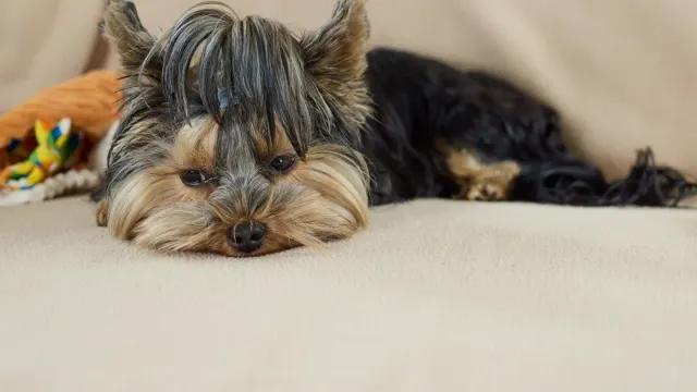 Small dog lying calmly on a rug in a living room