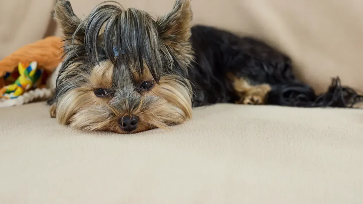 Small dog lying calmly on a rug in a living room
