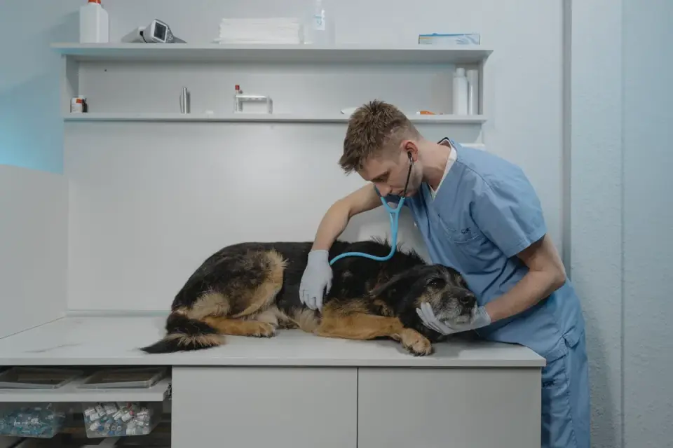 Veterinarian examining a senior dog's hips and joints during a wellness visit