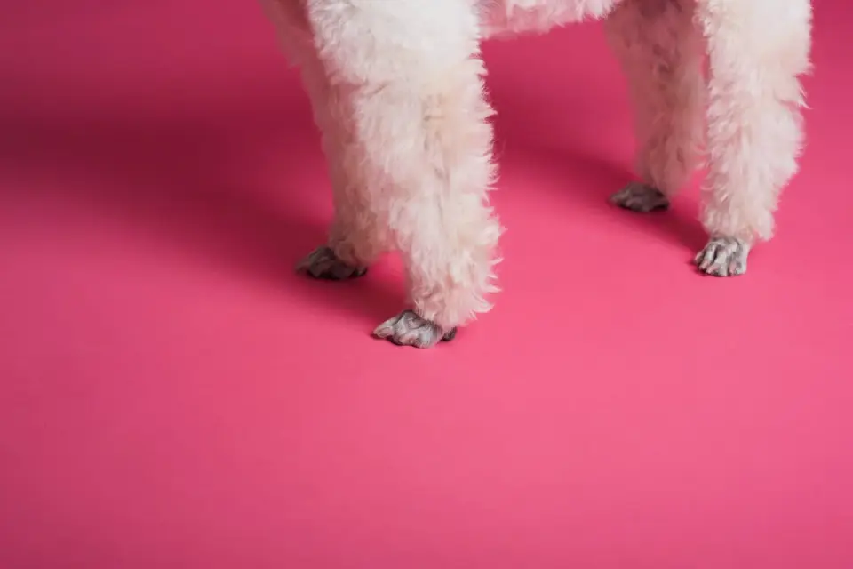 Veterinarian palpating a dog&#x27;s hind legs during a wellness exam